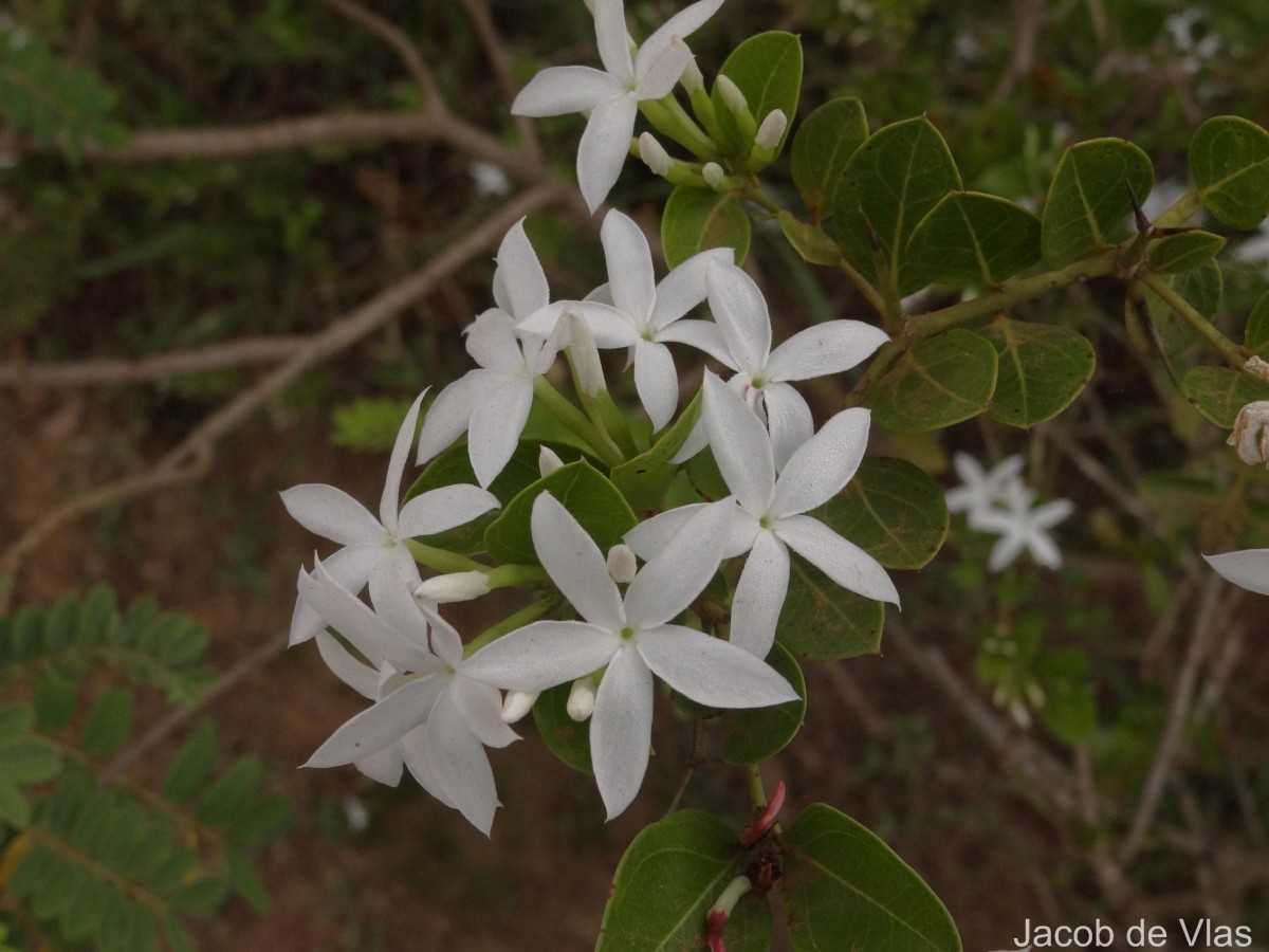 Carissa spinarum L.